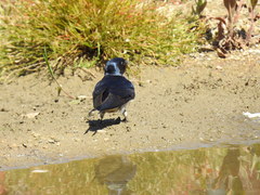 Hirundo rustica