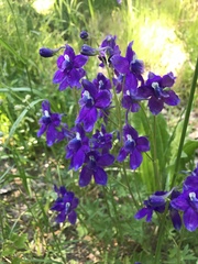 Delphinium decorum