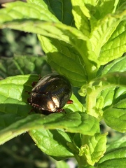 Chrysolina