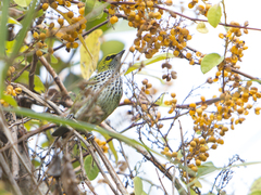Ixothraupis guttata