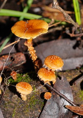 Pholiota squarrosipes