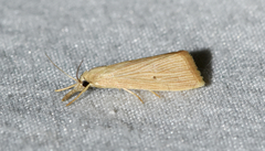 Diatraea evanescens
