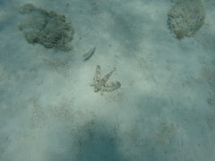 Dactylopterus volitans