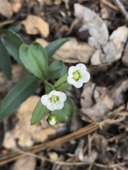 Moehringia macrophylla