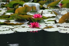 Nymphaea rubra