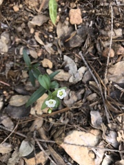 Moehringia macrophylla
