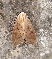 Amastus aconia rumina