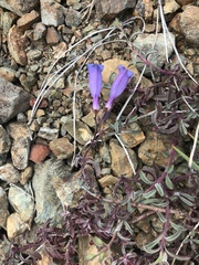 Penstemon laetus