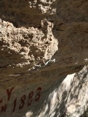 Sceloporus merriami merriami