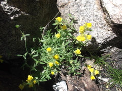 Linaria saxatilis