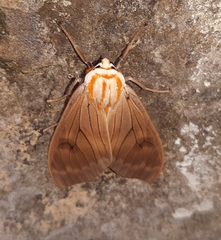 Amastus aconia rumina