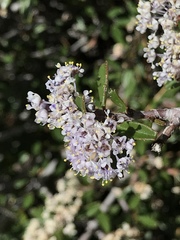 Ceanothus pumilus