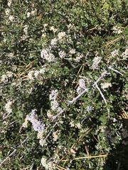 Ceanothus pumilus
