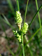 Carex complanata