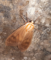 Amastus aconia rumina