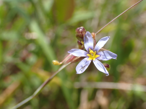 Image of Sisyrinchium atlanticum by (c) John Abrams, some rights reserved (CC BY)