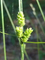 Carex complanata