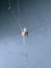 Araneidae