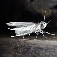 Acrolophus mortipennella