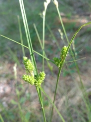 Carex complanata