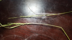 Agrostis pallens