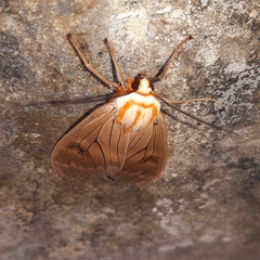 Amastus aconia rumina