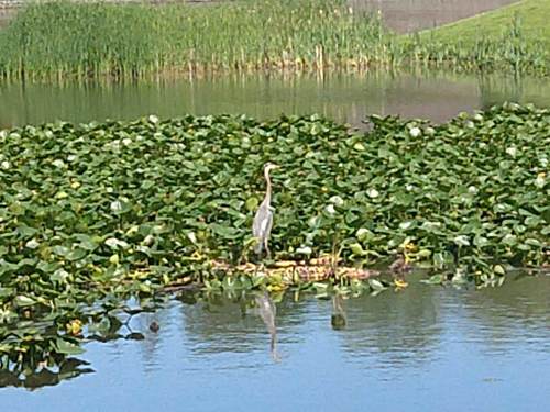 photo of Great Blue Heron (Ardea herodias)