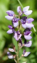 Lupinus perennis