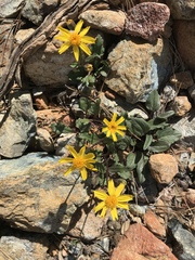 Arnica cernua