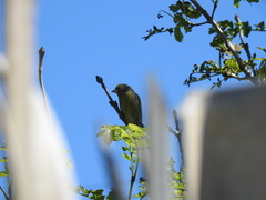 Chloris chloris