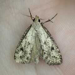 Acrolophus mortipennella