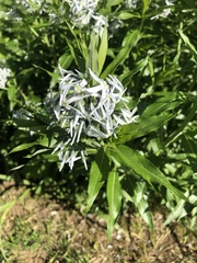 Amsonia ciliata