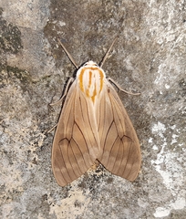 Amastus aconia rumina