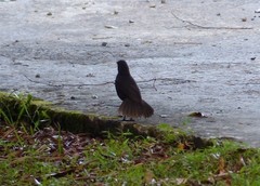 Myophonus borneensis