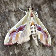 Agathodes monstralis