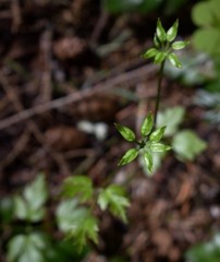 Coptis laciniata