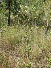 Chromolaena horminoides