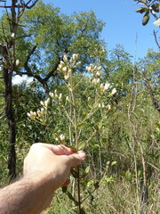Chromolaena horminoides