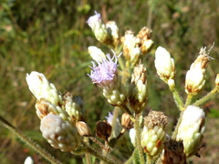 Chromolaena horminoides