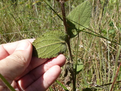 Chromolaena horminoides