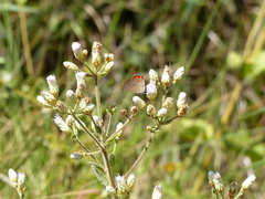 Chromolaena horminoides