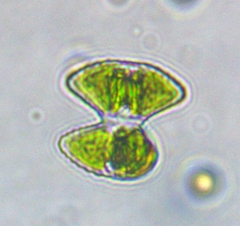 Staurastrum punctulatum