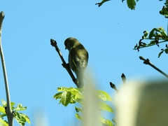 Chloris chloris