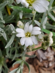 Cerastium tomentosum
