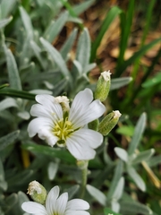 Cerastium tomentosum