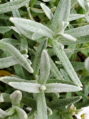 Cerastium tomentosum
