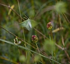 Thetidia smaragdaria