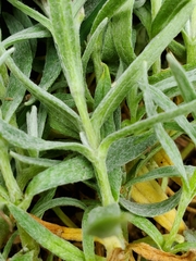 Cerastium tomentosum