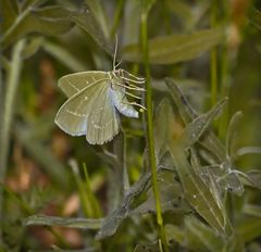 Thetidia smaragdaria