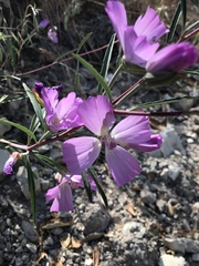 Clarkia bottae